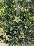 厦门植物园
