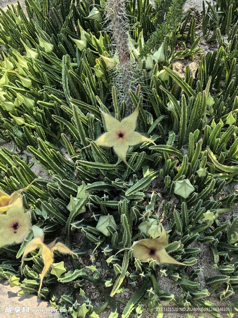 厦门植物园