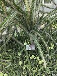 热带植物