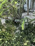 厦门园林植物园