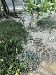 厦门植物园