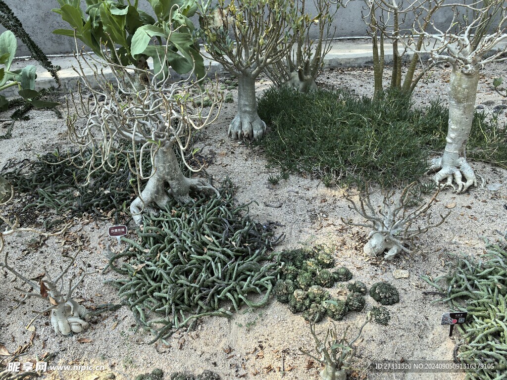 多肉植物