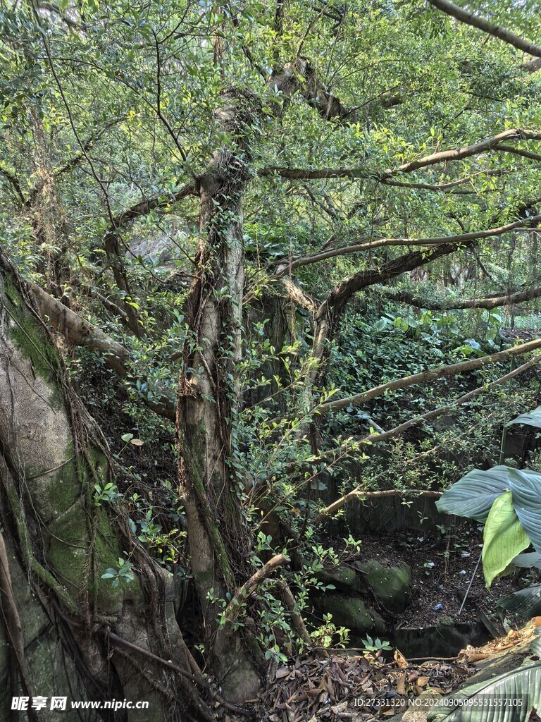 厦门园林植物园