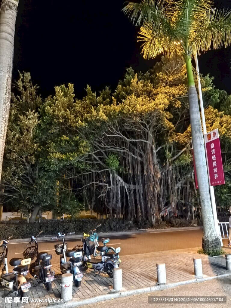 大榕树夜景