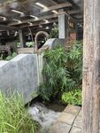 餐厅绿植