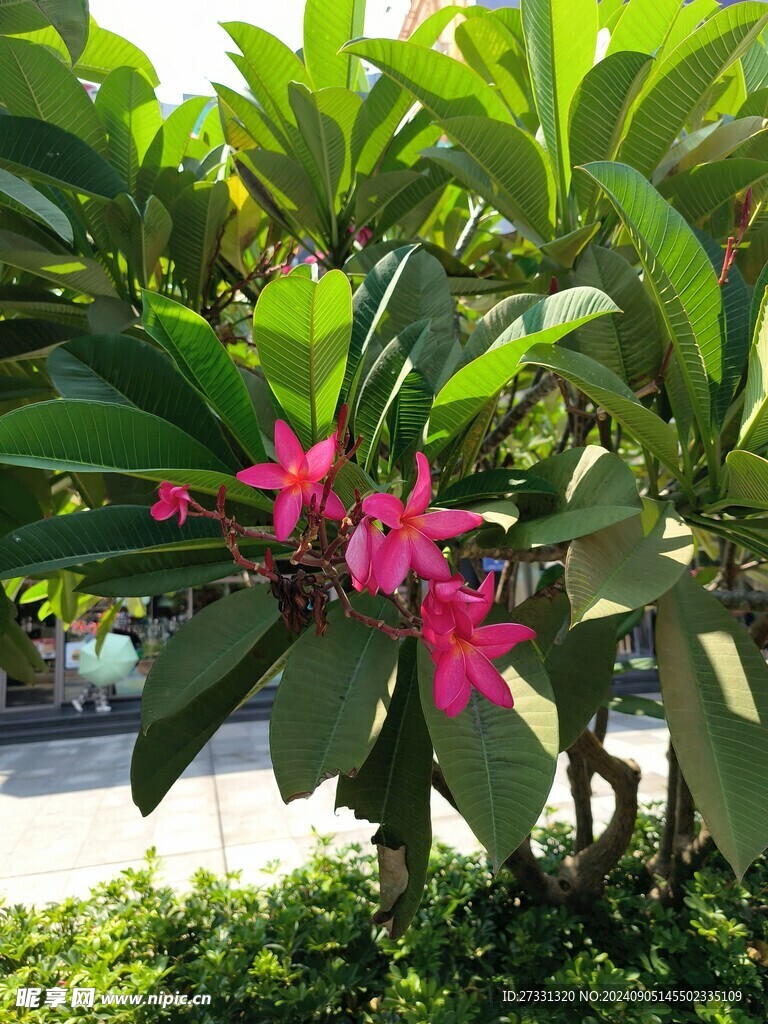 鸡蛋花树