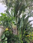 热带植物
