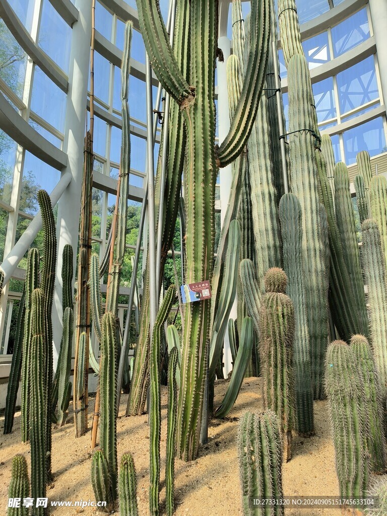 厦门植物园温室仙人掌