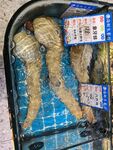 象拔蚌