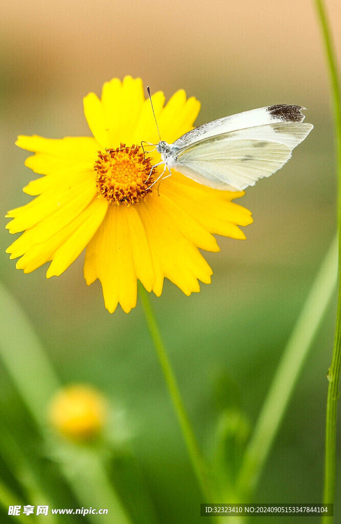 花与蝶