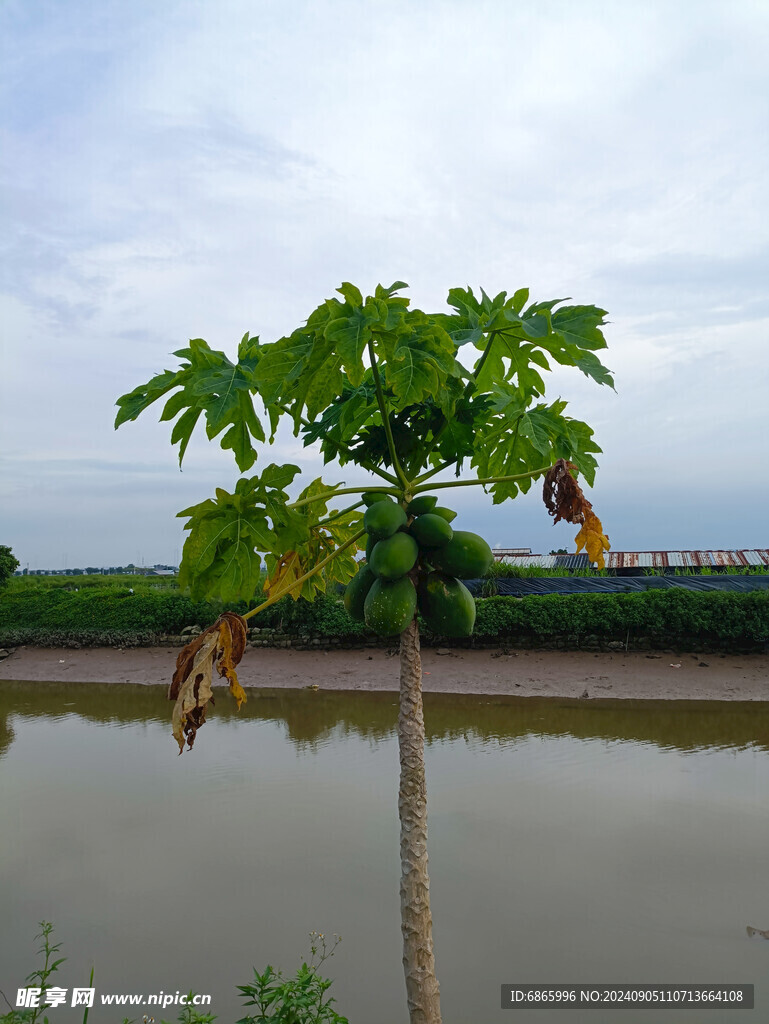 木瓜树