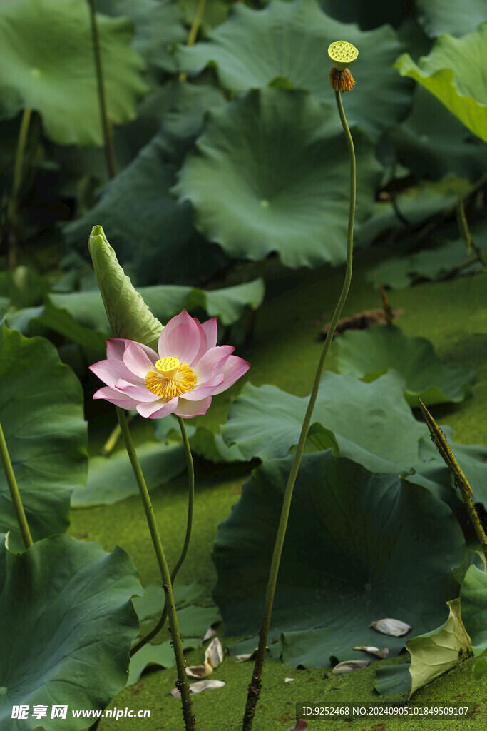 荷花池 