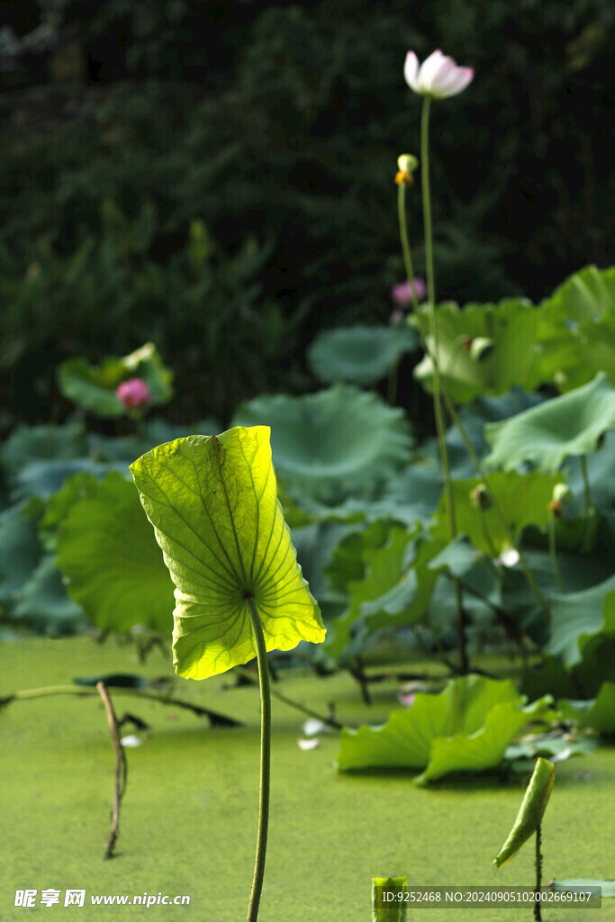 荷花池 