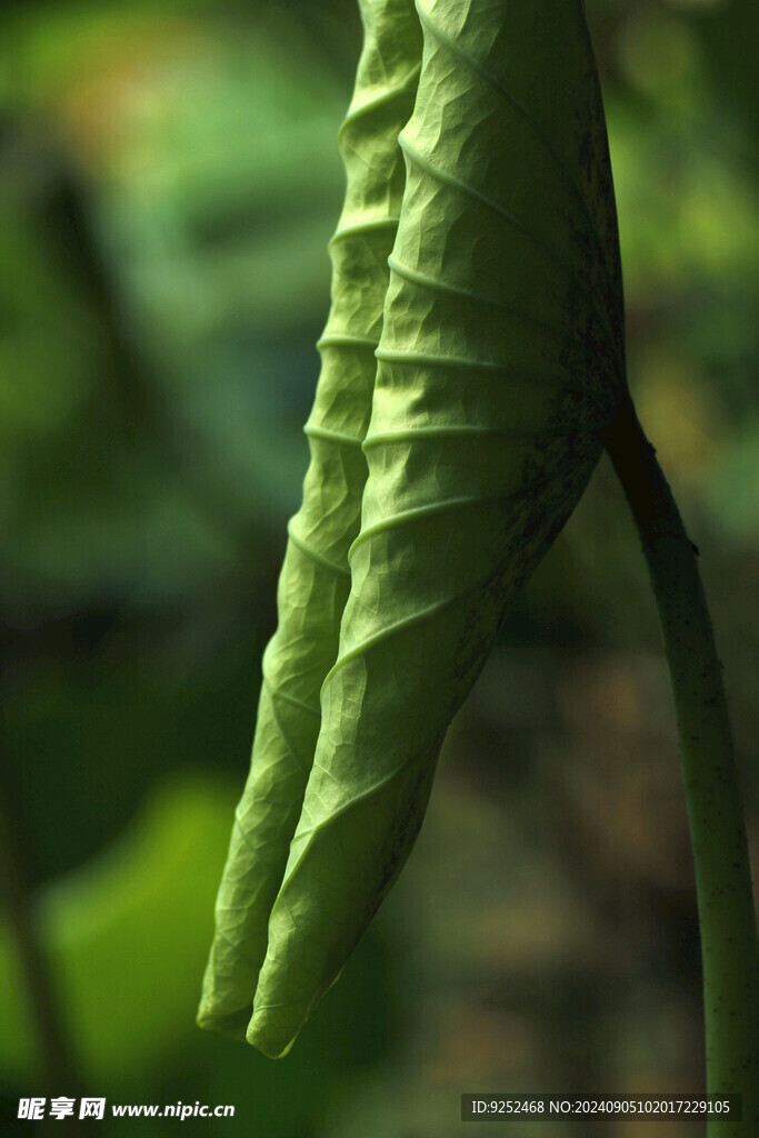  荷池