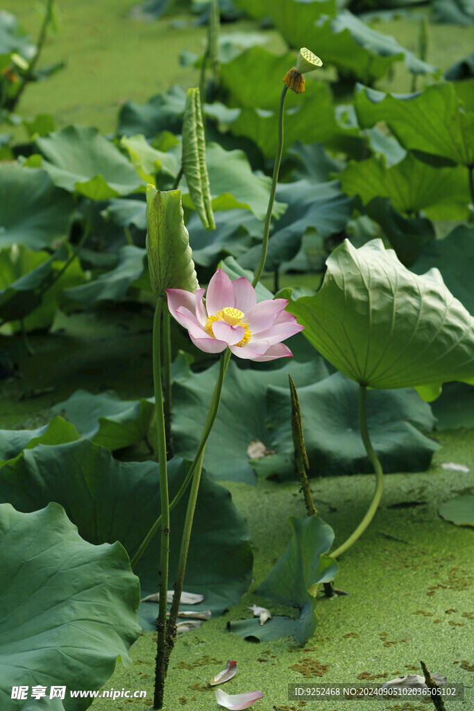 荷花池