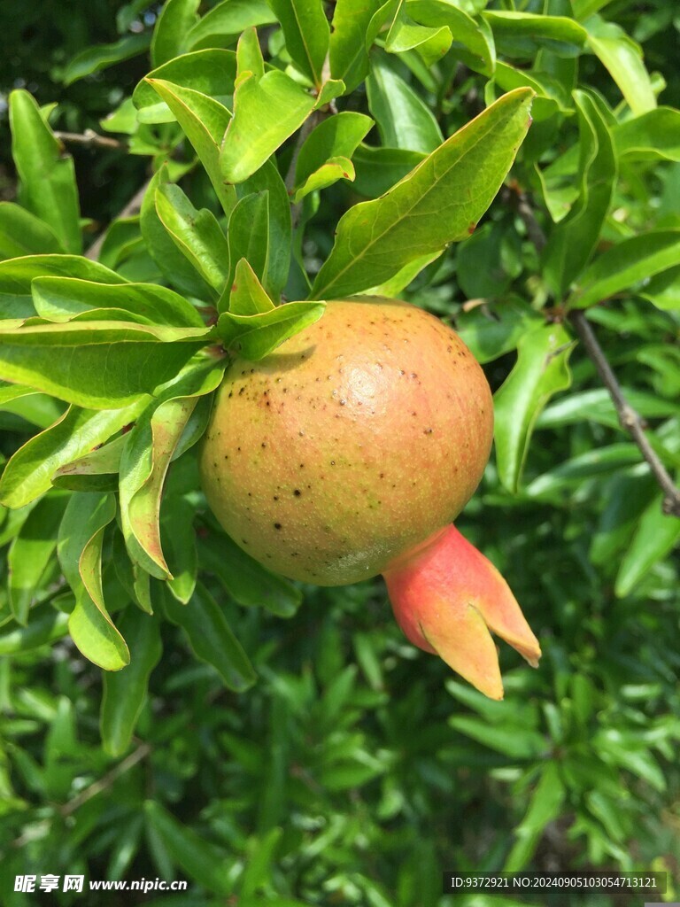 石榴树