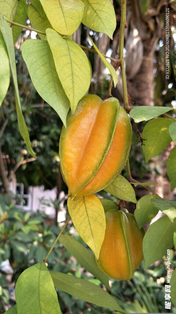 杨桃