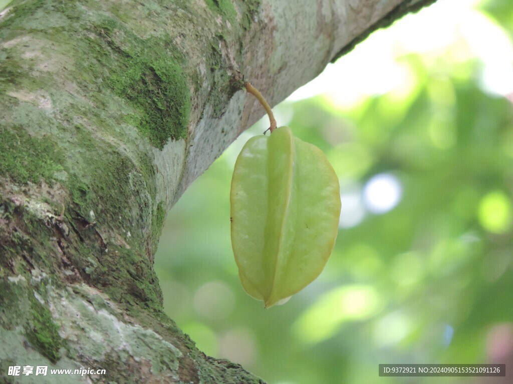 杨桃