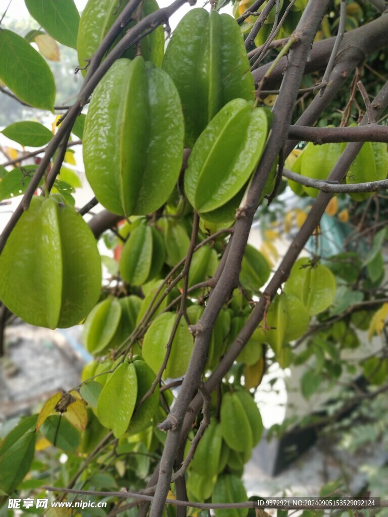 杨桃