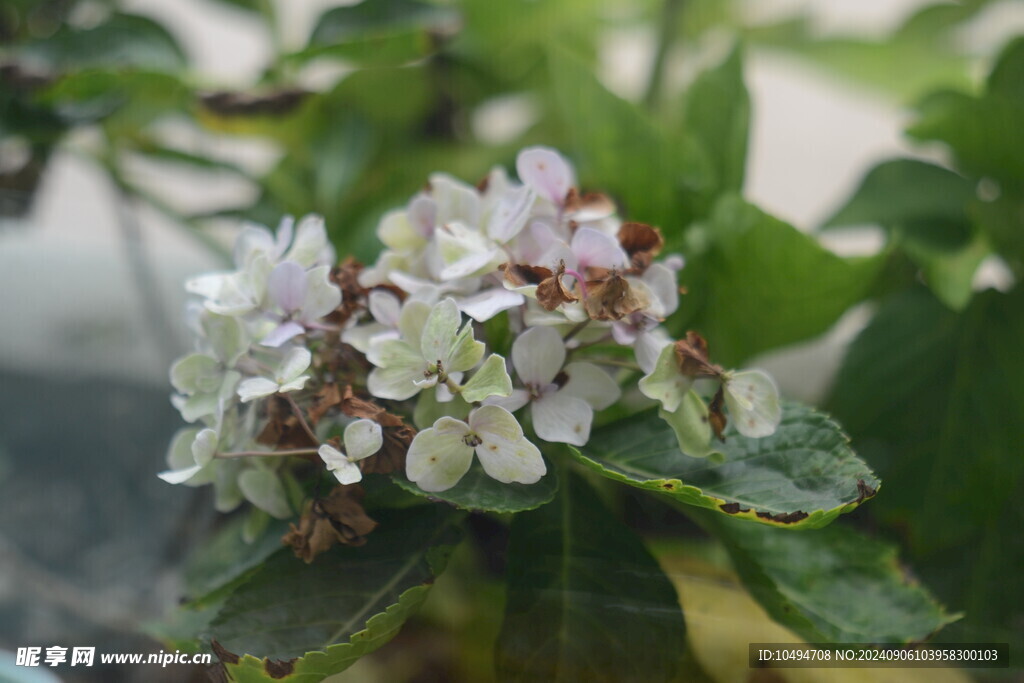 龙船花