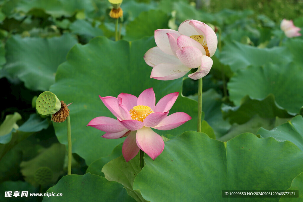 荷花