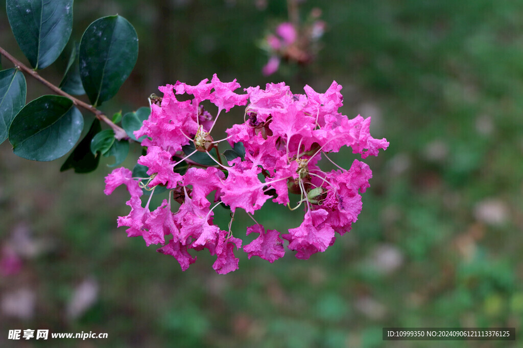 紫薇花