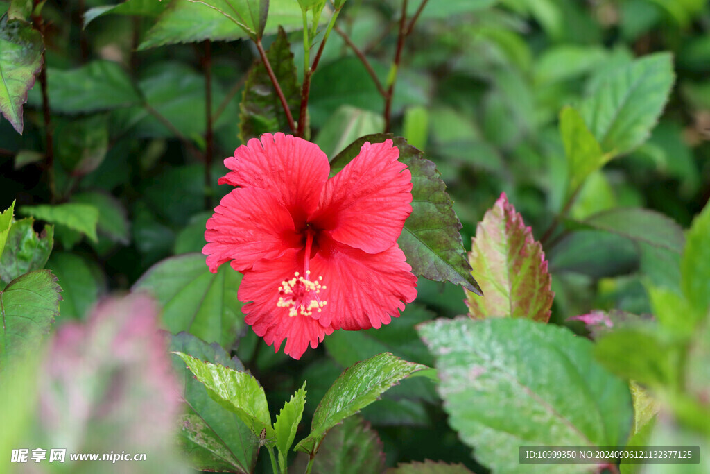 扶桑花