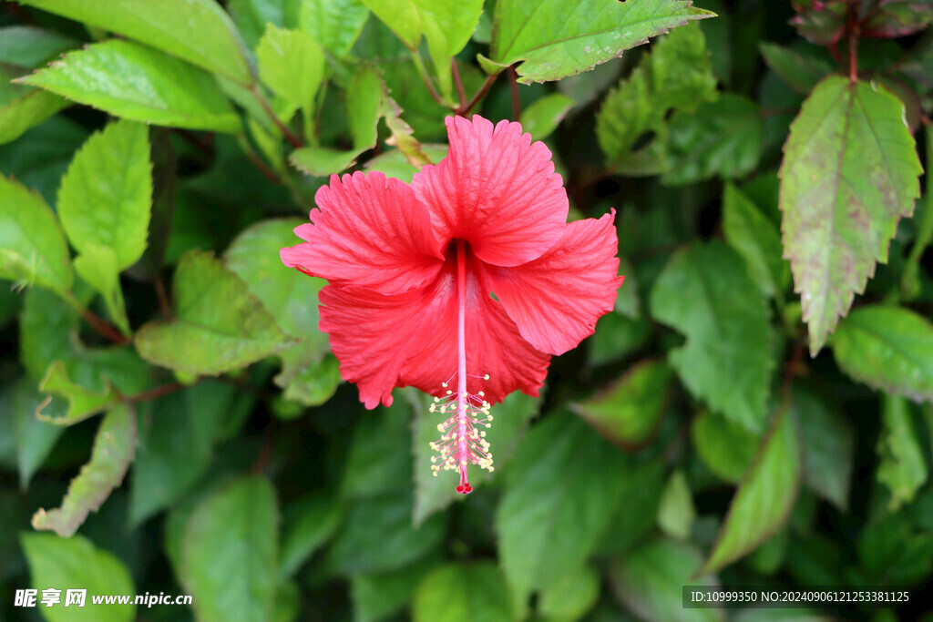 扶桑花