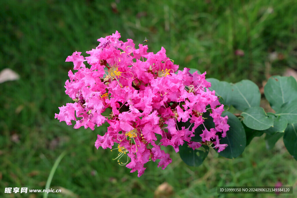 紫薇花