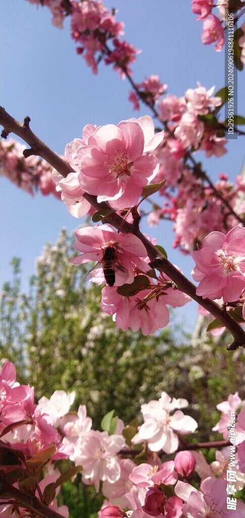 采桃花的蜜蜂