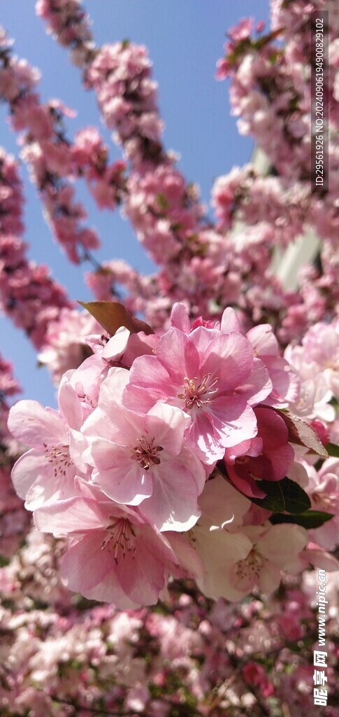 五月的桃花