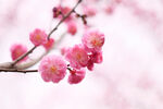 粉色小花