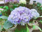 蓝色绣球花