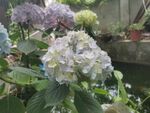 春天的花