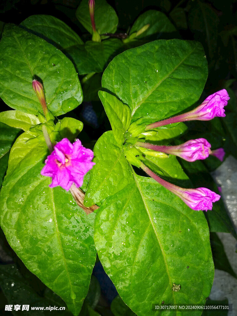 胭脂红