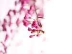 樱花花苞