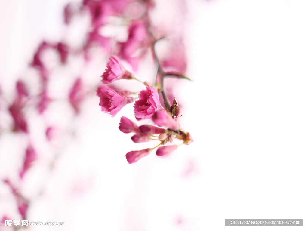 樱花花苞