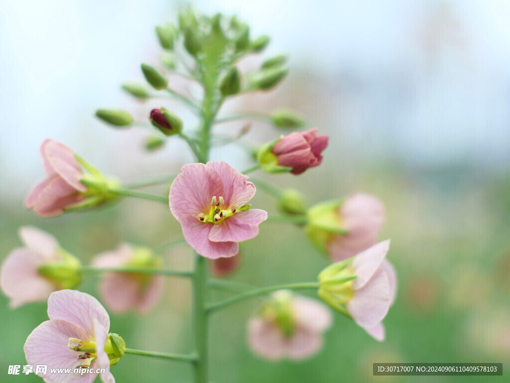 五彩油菜花