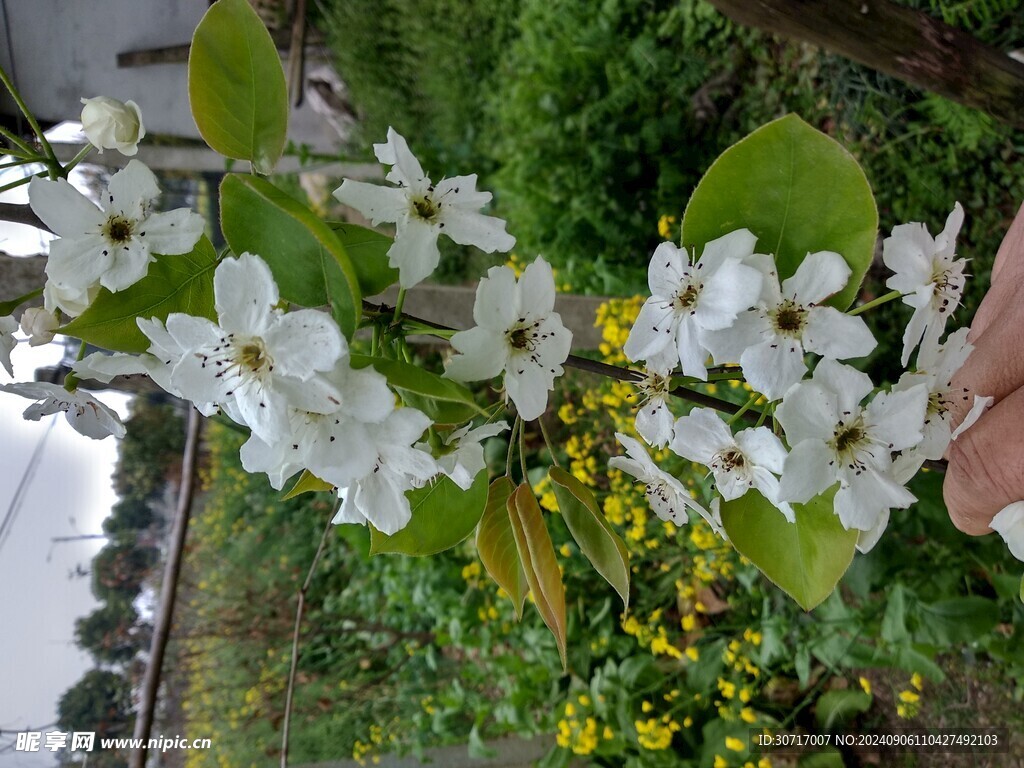 梨花