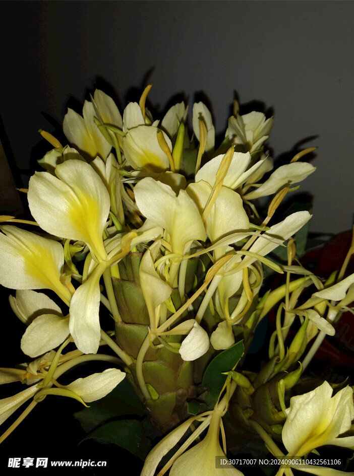 黄色姜花