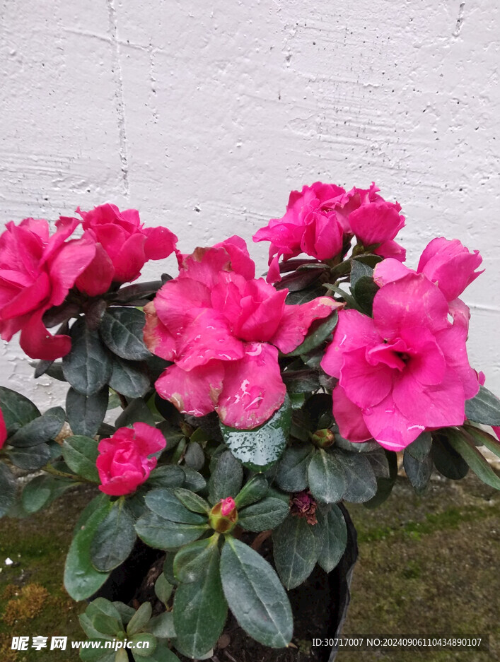粉红杜鹃花
