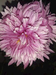 粉色菊花