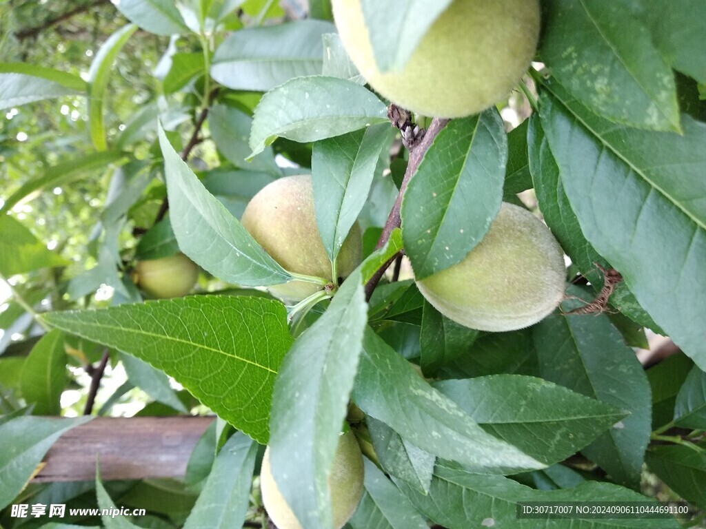 毛桃