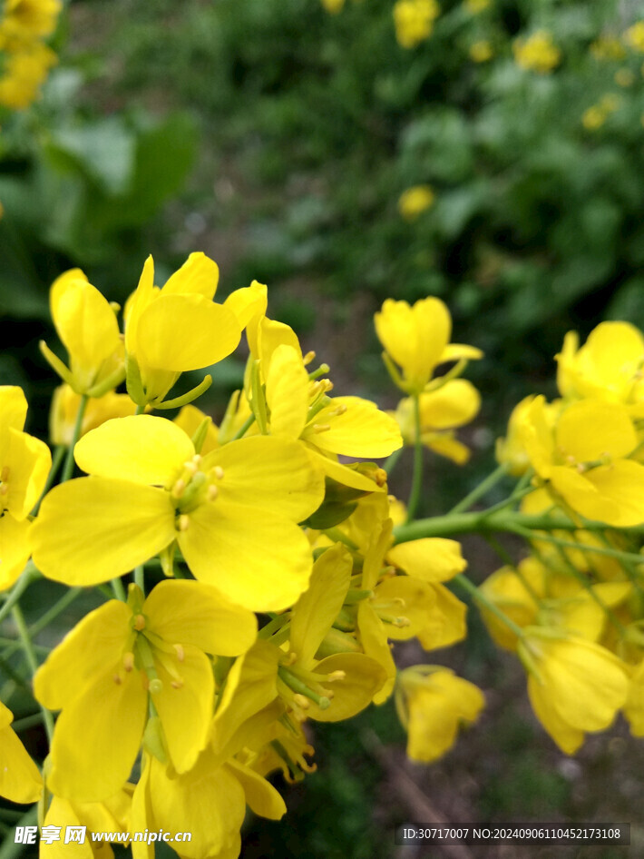 油菜花特写