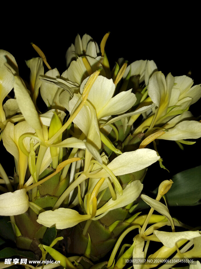姜花特写
