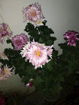 菊花科