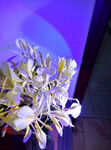 美丽姜花