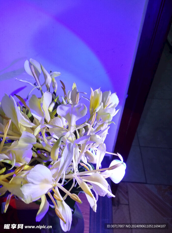 美丽姜花