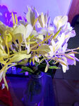 姜花