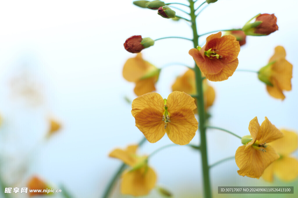 五彩油菜花特写